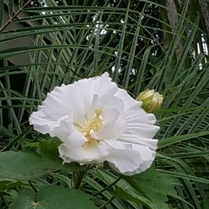 Meet your Posher, Bobbie